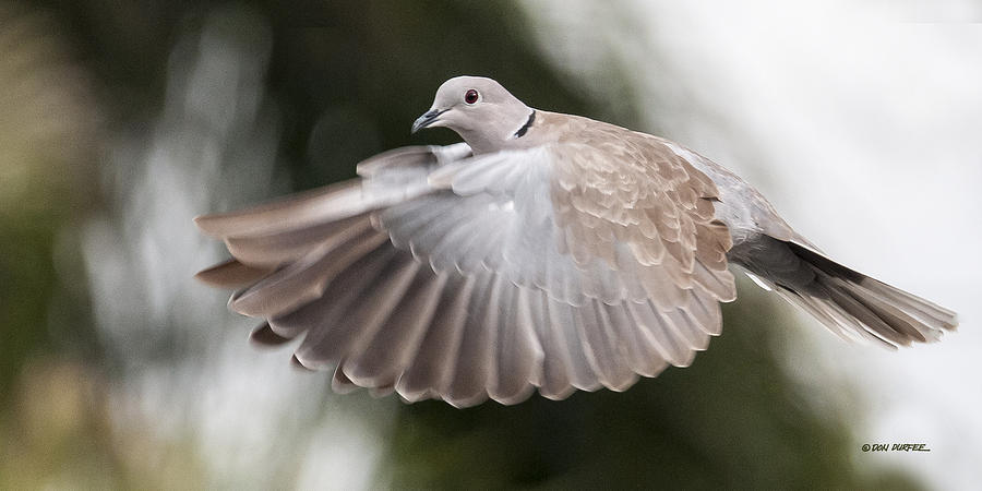 Dove Flight Photograph by Don Durfee