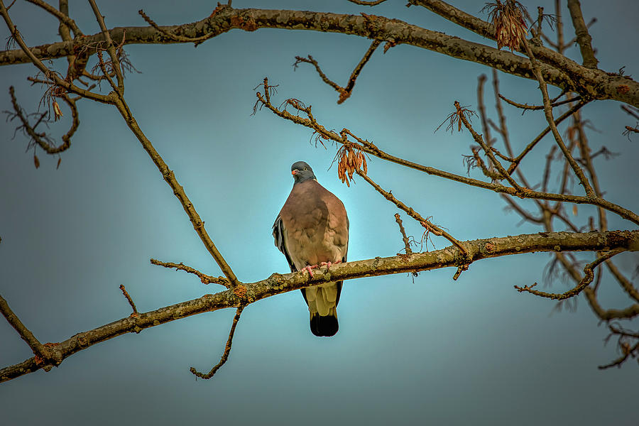 Dove #g2 Photograph by Leif Sohlman
