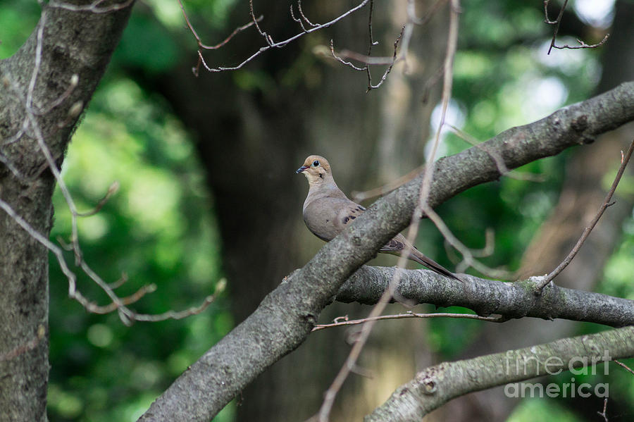 Dove Hidden In The Trees Photograph