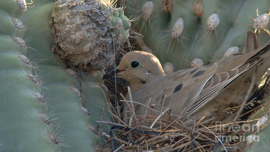 Dove Photograph - Dove in a Saguaro Cactus by Beverly Guilliams