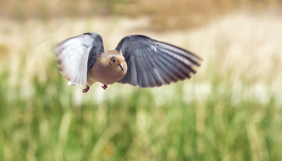Dove in Flight Photograph by Tam Ryan