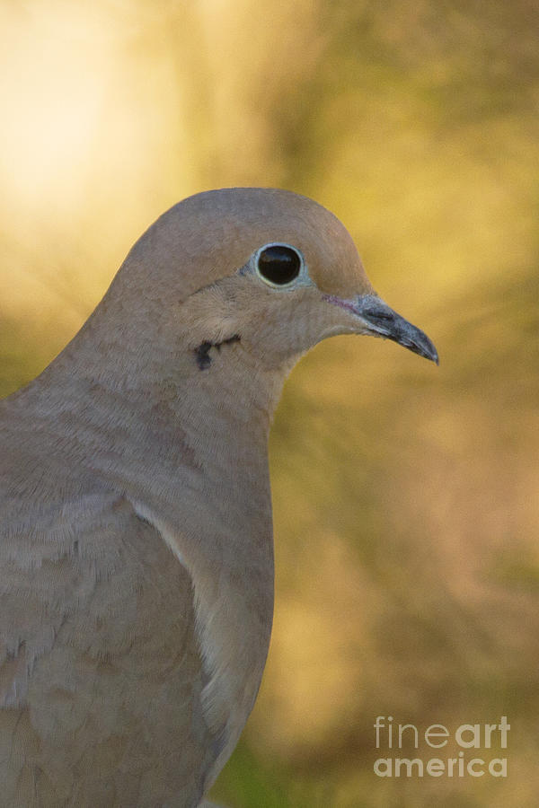 Dove in morning light Photograph by Ruth Jolly