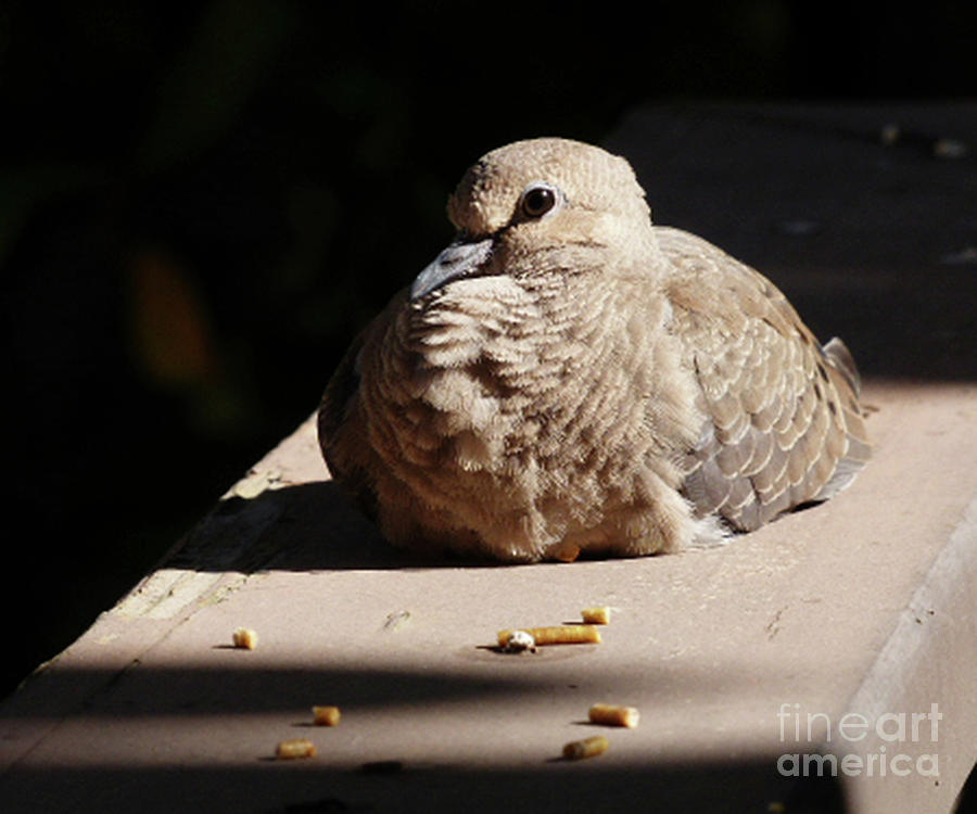 Dove in morning shadows Photograph by Paula Joy Welter