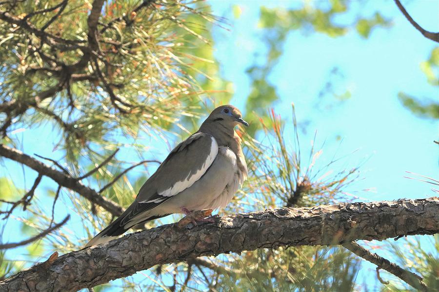 Dove in Pine Tree Photograph by Sheila Brown