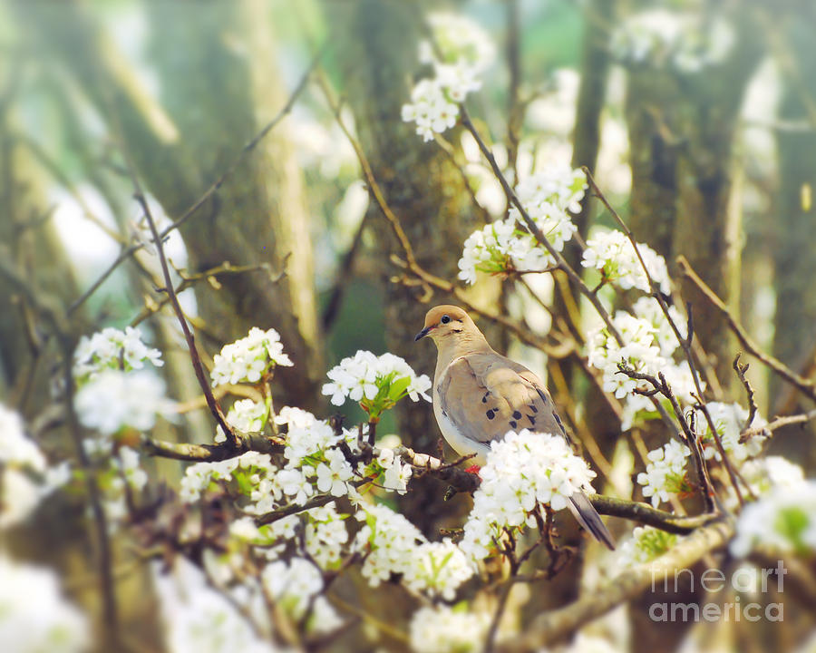 Dove in the Blossoms Photograph by Kerri Farley