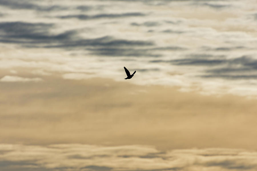 Dove in the Clouds Photograph by Douglas Killourie