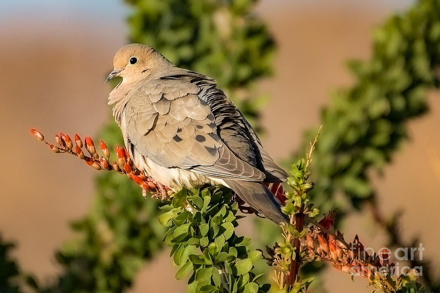 Dove in the Ocotillo Photograph by Lisa Manifold