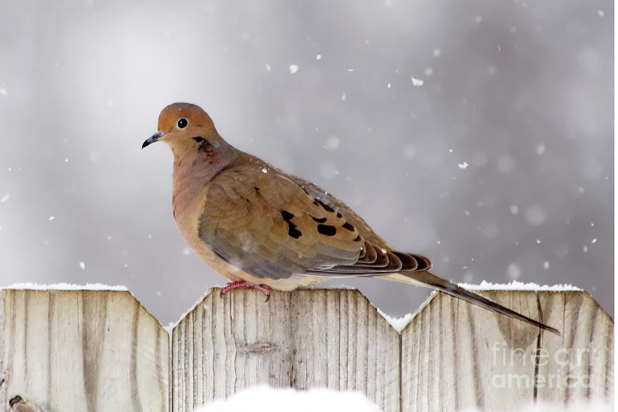 Dove In The Snow Photograph