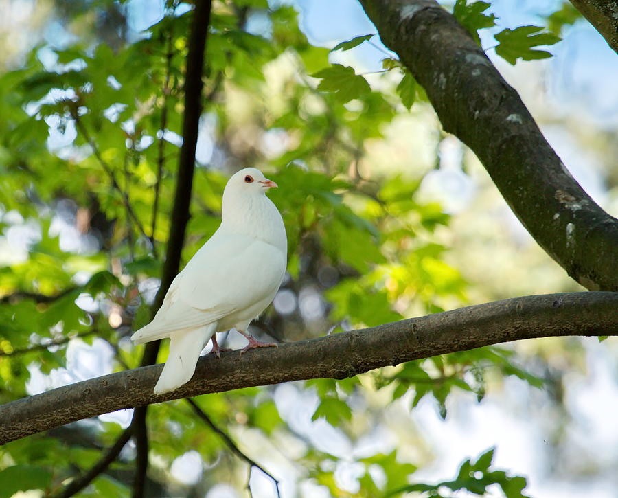 Dove in the tree Photograph by Elenarts - Elena Duvernay photo