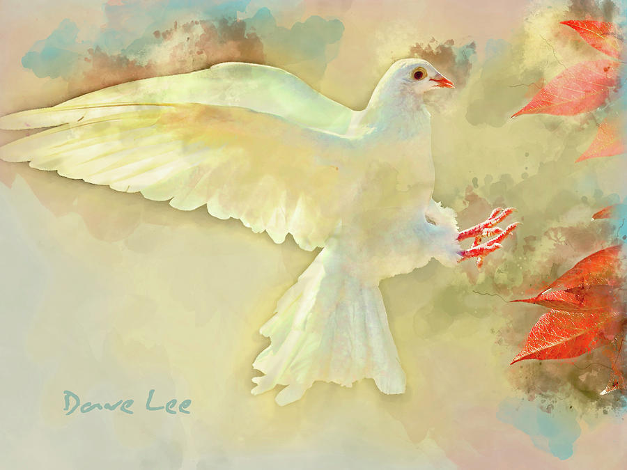Dove Innocence Mixed Media by Dave Lee