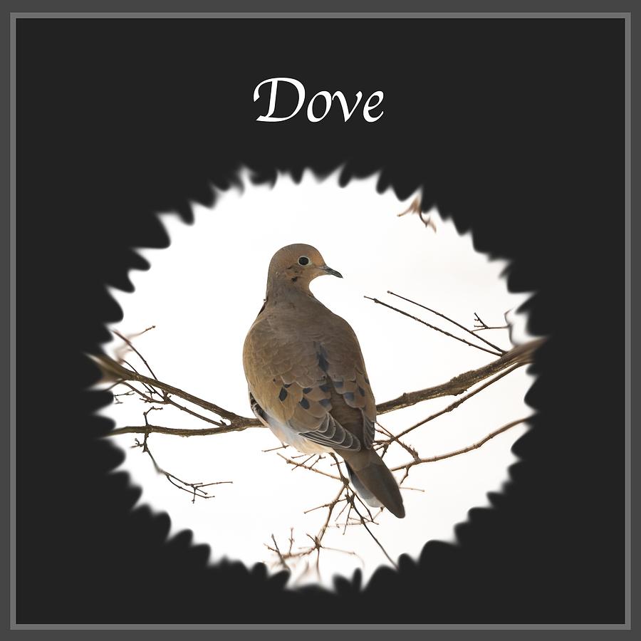 Dove  Photograph by Holden The Moment