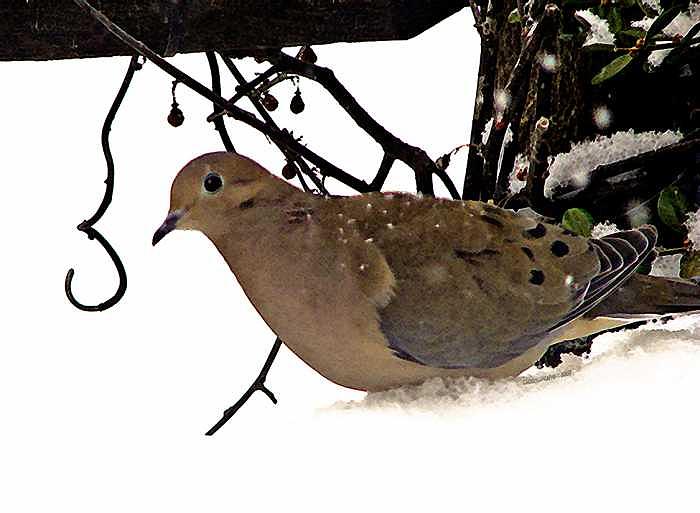Dove Photograph - Dove by Linda Carroll Dove Photograph - Dove by Linda Carroll