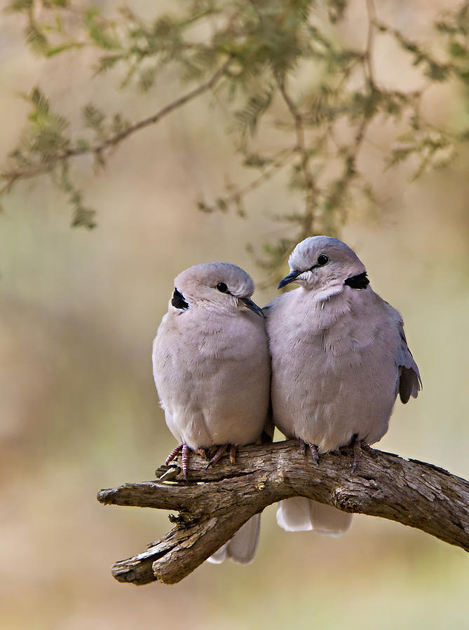 Bird Photograph - Dove Love by Basie Van Zyl