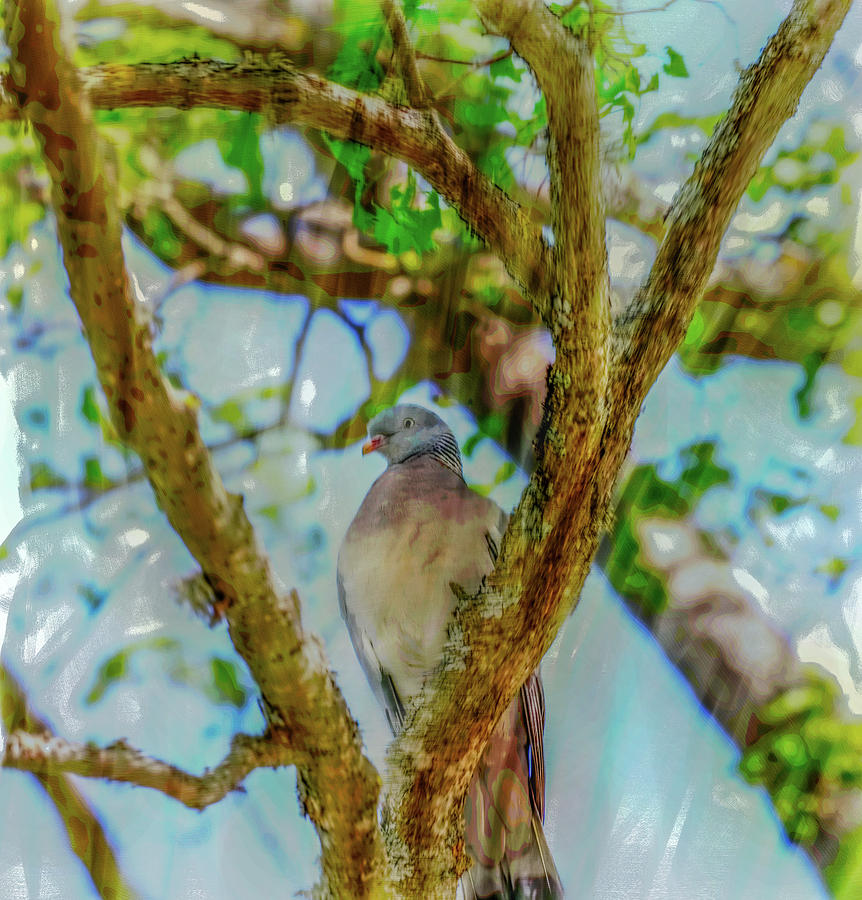 Dove May 2016 painterly Photograph by Leif Sohlman