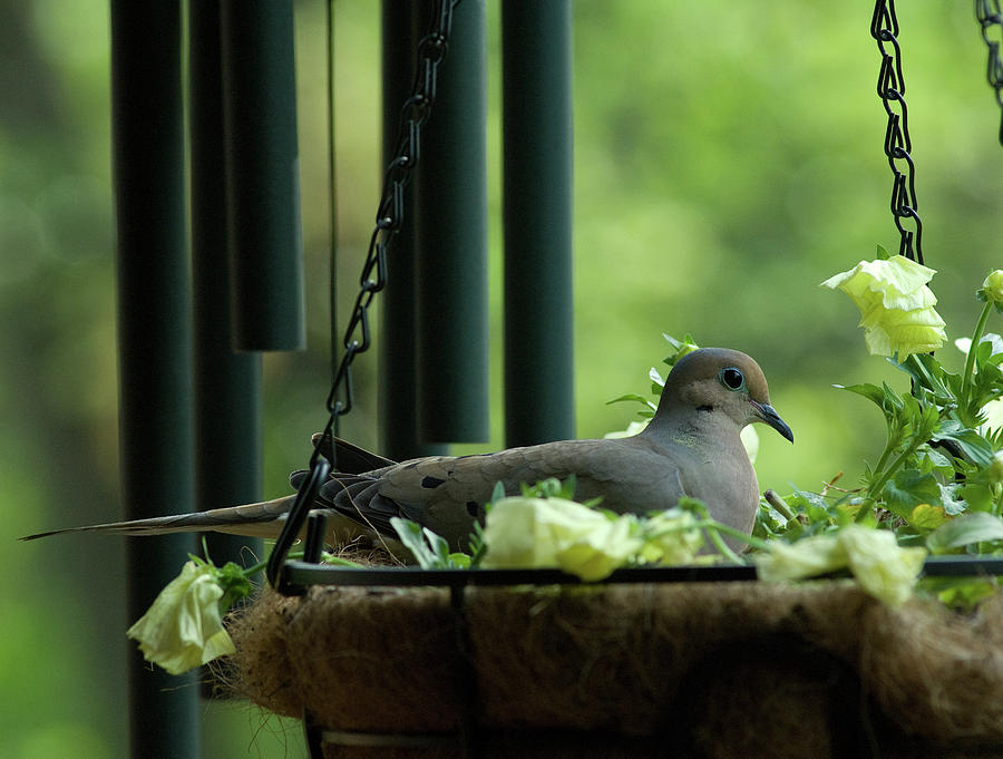 Dove Nesting, Balcony Garden, Hunter Hill, Hagerstown, Maryland, Photograph by James Oppenheim