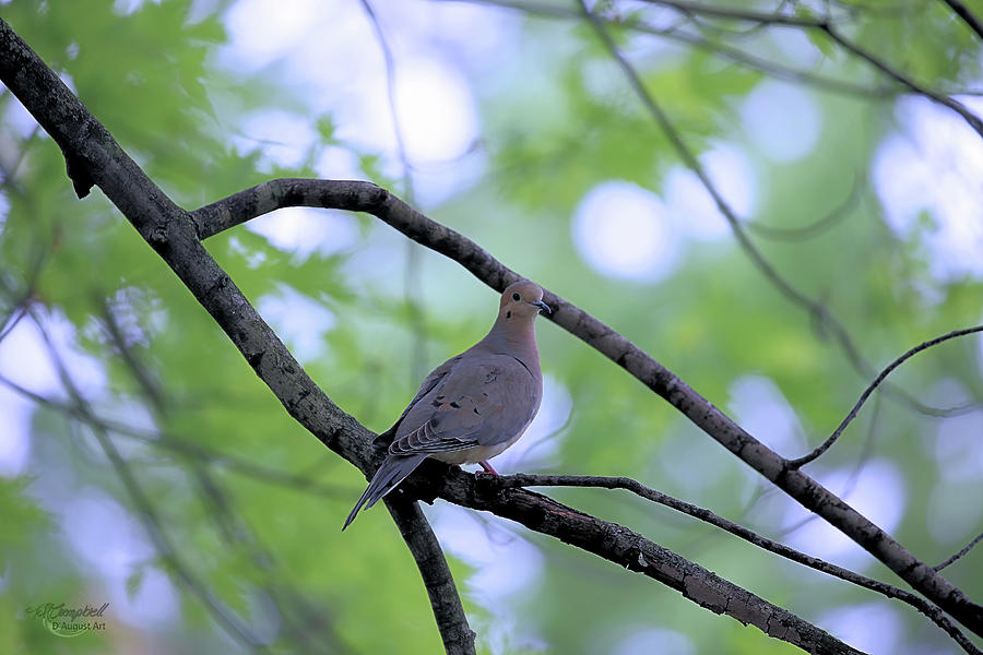 Dove On A Branch Photograph