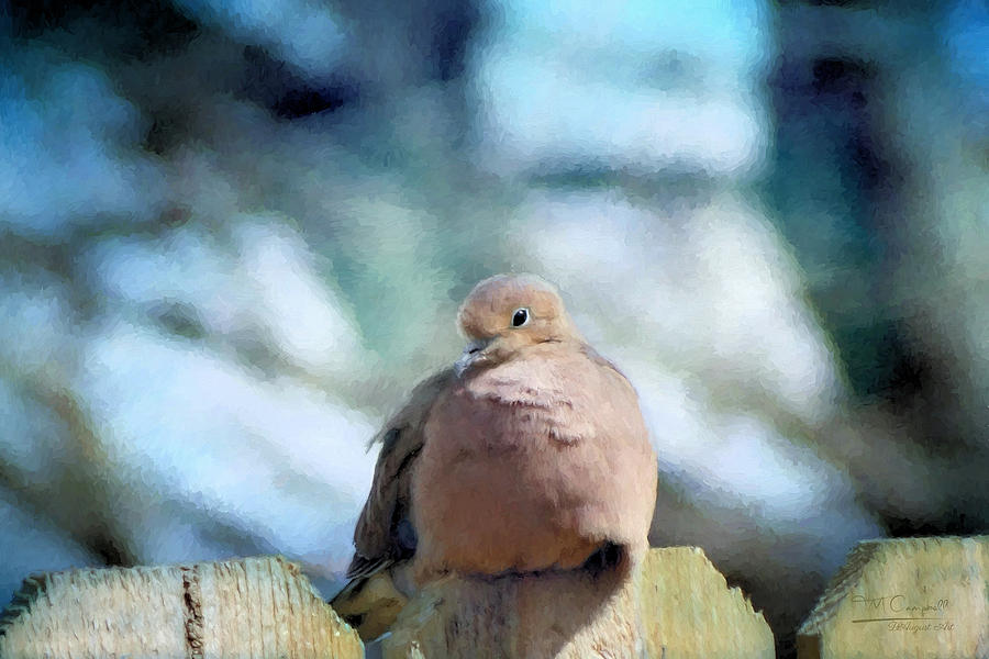 Dove On A Fence Photograph by Theresa Campbell
