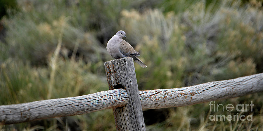 Dove on a Post Photograph by Denise Bruchman