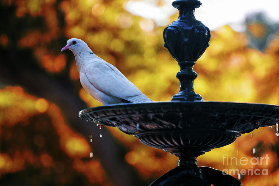 Dove on Fountain Genovese Park Cadiz Spain Photograph by Pablo Avanzini