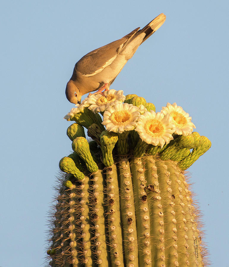 Dove on Saguaro Photograph by Judi Dressler