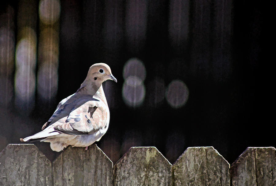 Dove On The Fence Photograph