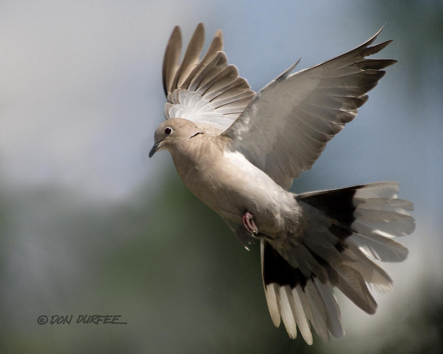 Dove Takeoff Photograph by Don Durfee
