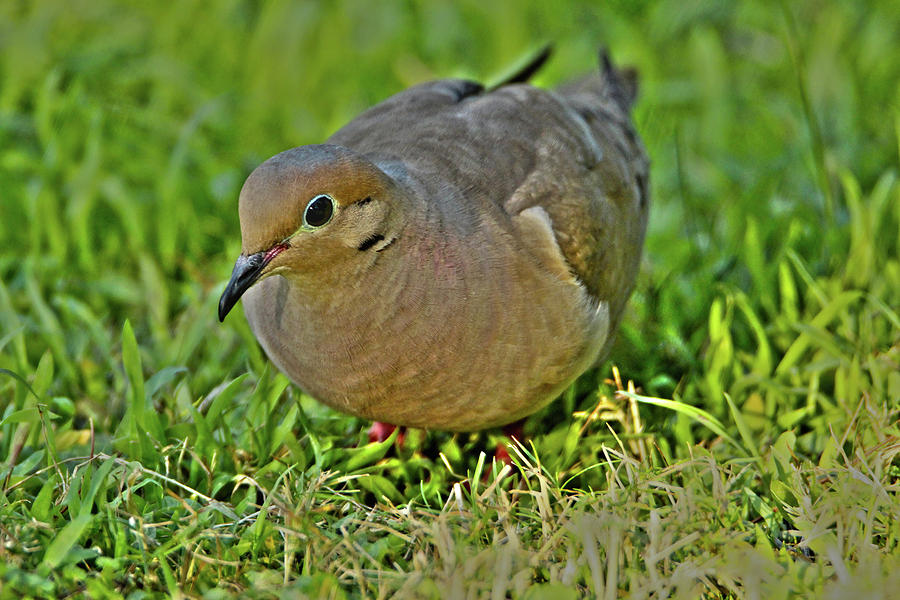 Dove with HDR Photograph by David Stasiak