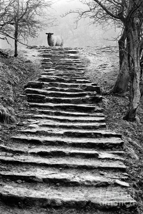 Sheep Photograph - Dovedale steps by John Edwards