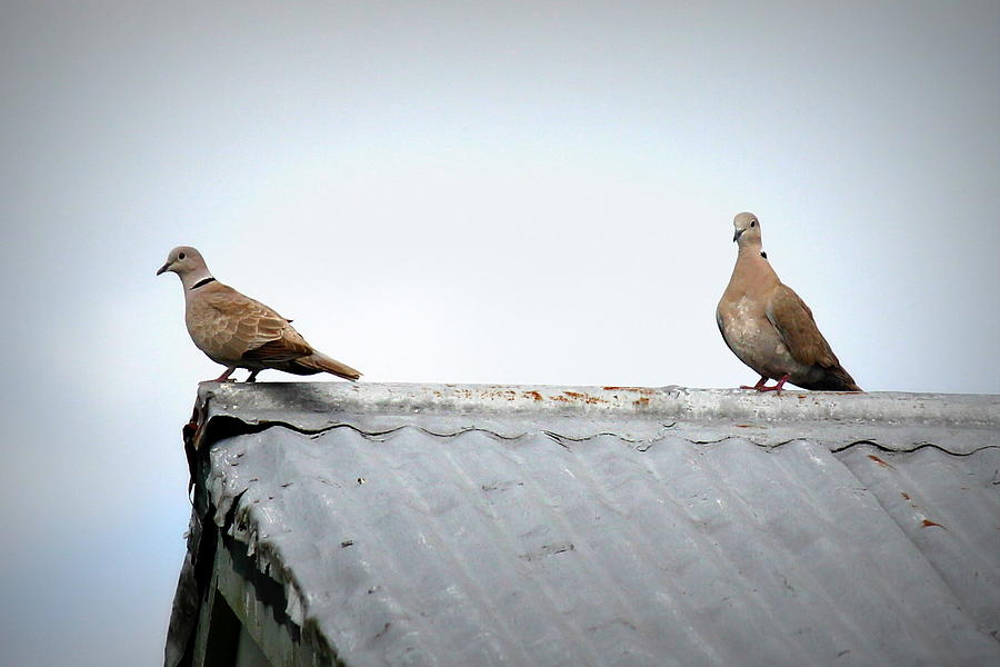 Doves Photograph by Beth Vincent