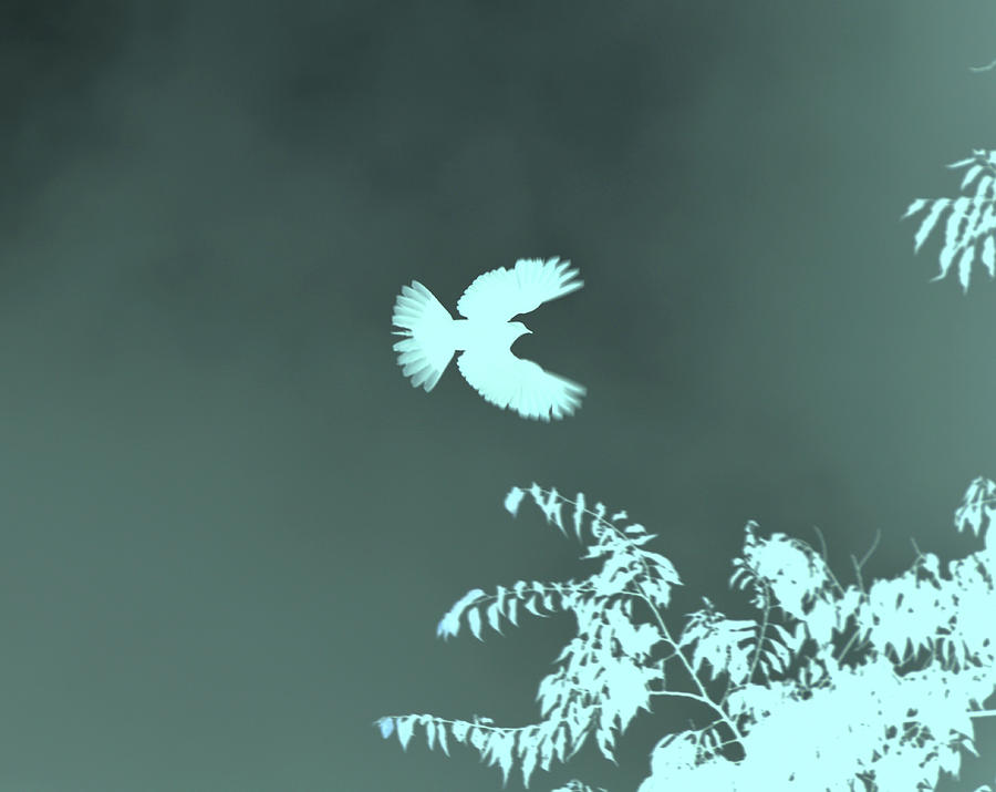 Doves Flight Mixed Media by Lesa Fine