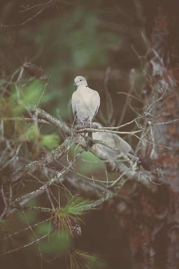 Dove Photograph - Doves In A Pine Tree by Marco Oliveira