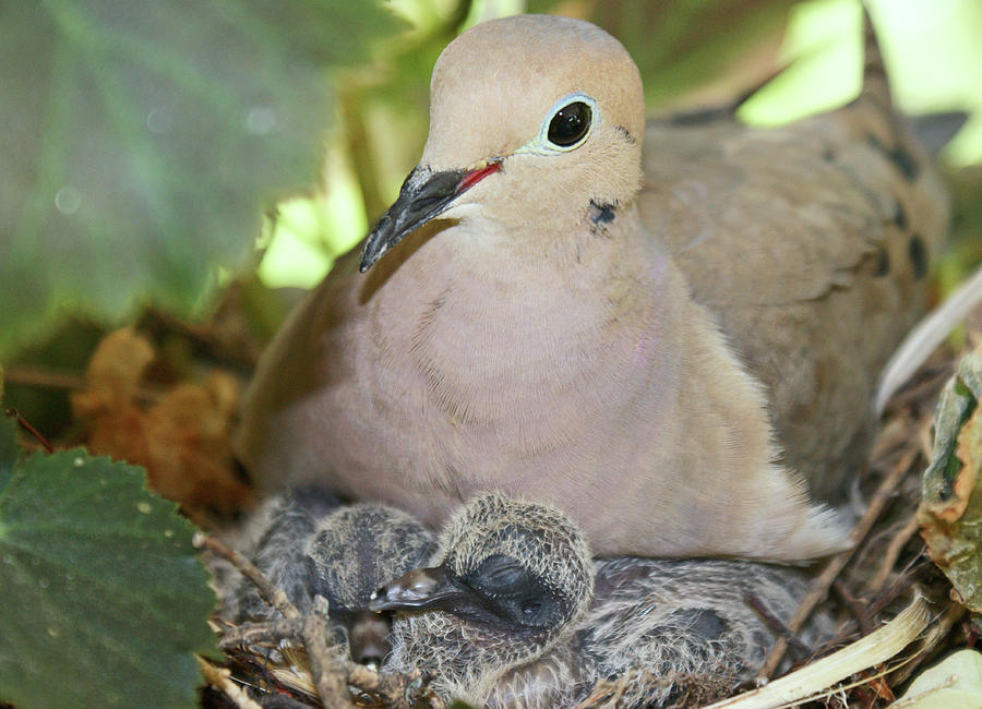Bird Photograph - Doves in Planter by Maria Keady