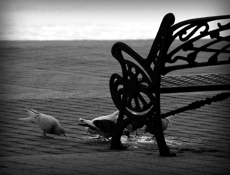 Doves And Iron Bench In Black And White Photograph by Pedro Cardona Llambias