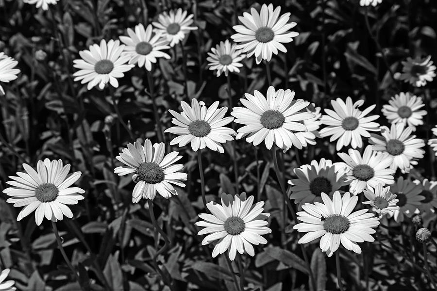 Dow Garden Daisies 2 BW Photograph by Mary Bedy