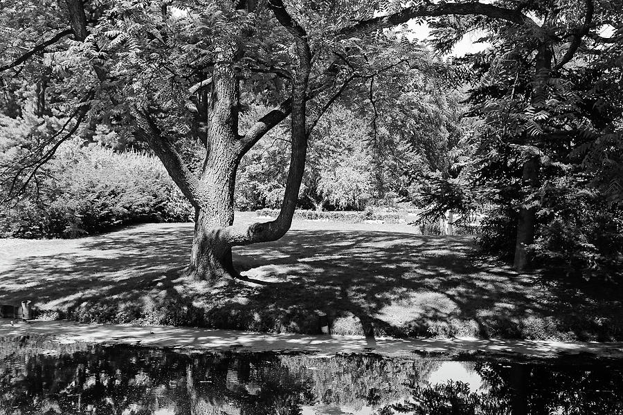 Dow Gardens 6 BW Photograph by Mary Bedy