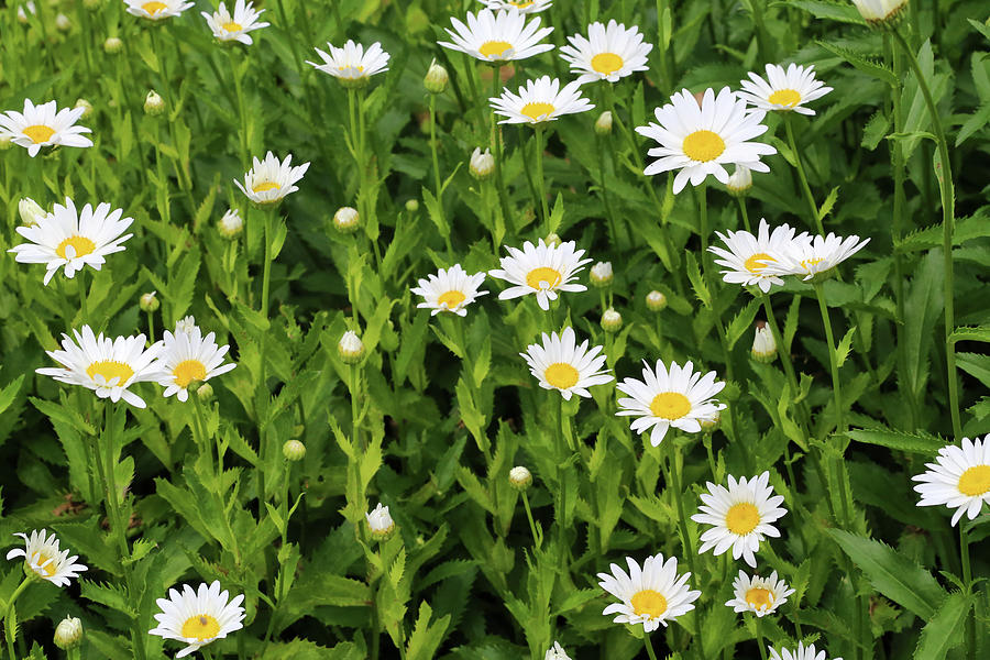 Dow Gardens Daisies 062618 Photograph by Mary Bedy