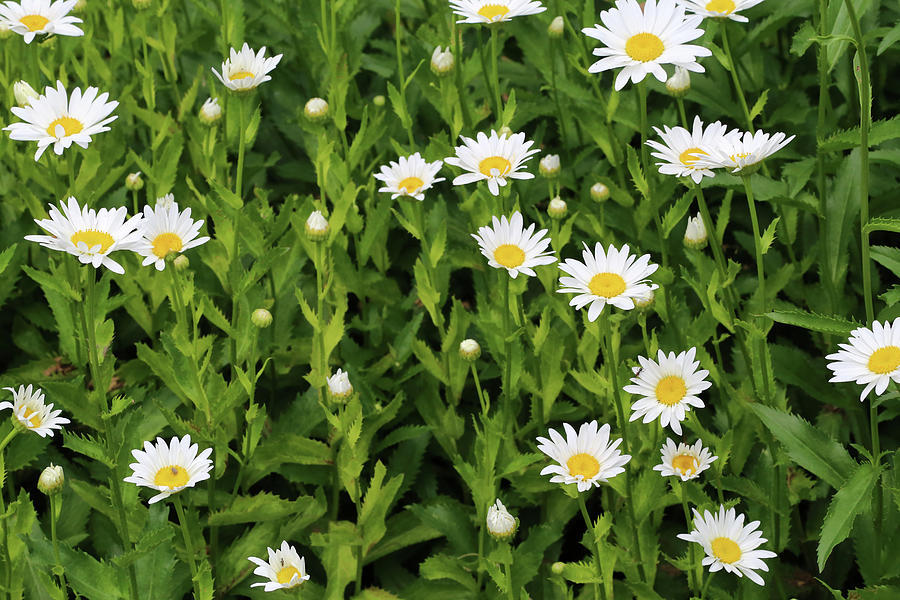 Dow Gardens Daisies 3 062618 Photograph by Mary Bedy