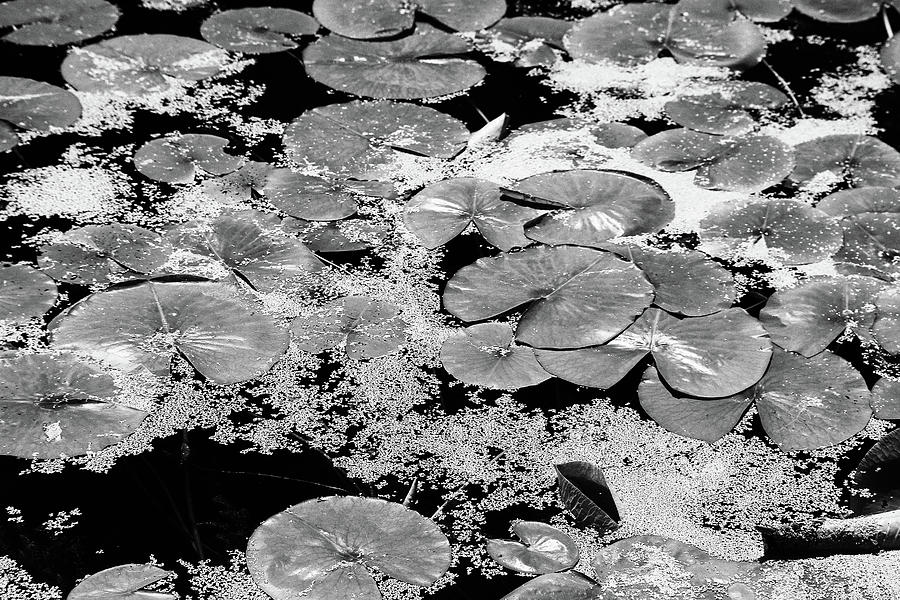 Dow Gardens Lily Pads 1 BW Photograph by Mary Bedy