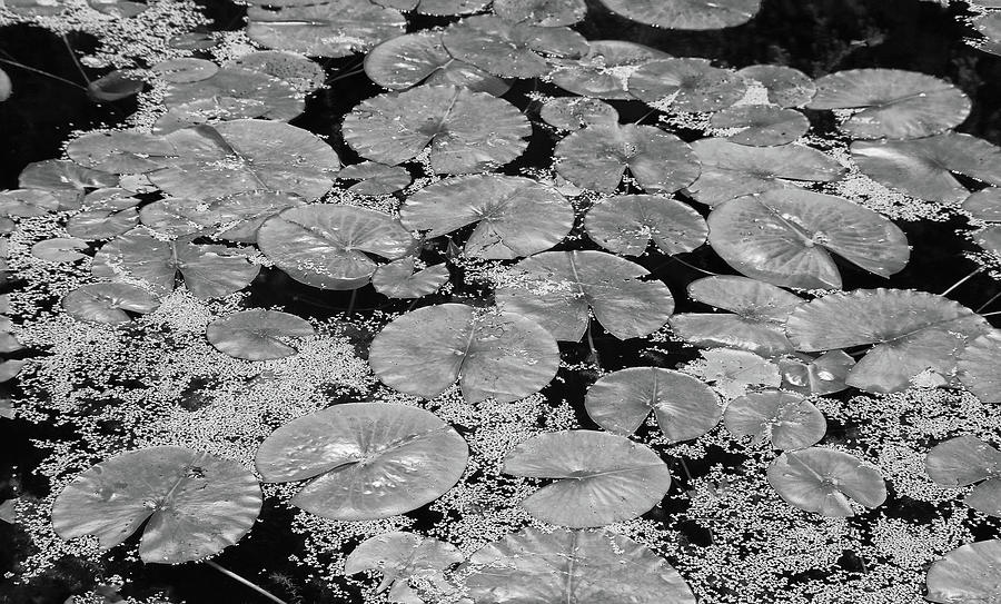 Dow Gardens Lily Pads 2 BW Photograph by Mary Bedy