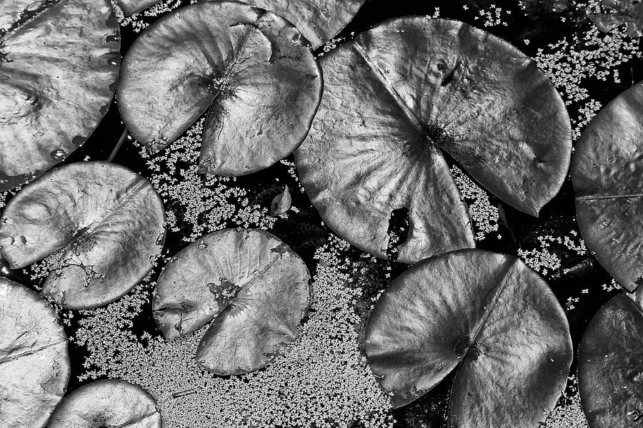 Dow Gardens Lily Pads 4 BW Photograph by Mary Bedy