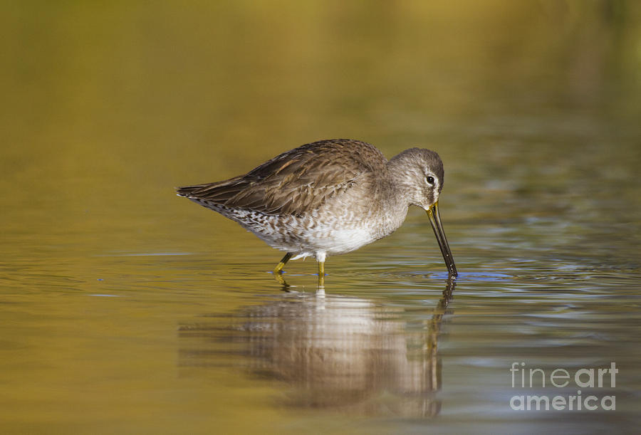 Nature Photograph - Dowitcher on a golden lake by Ruth Jolly