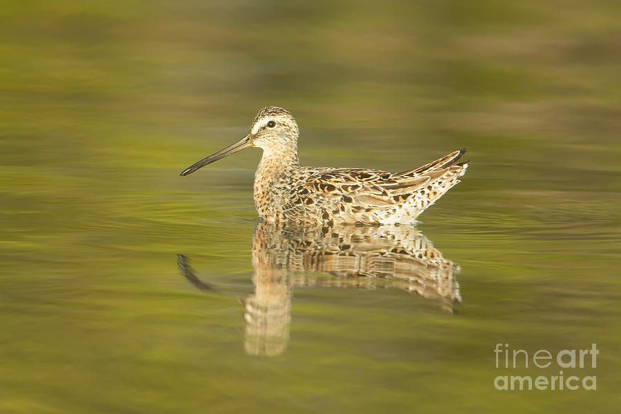 Dowitcher Reflection I Photograph by Clarence Holmes
