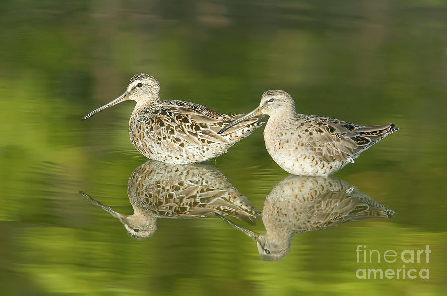 Dowitcher Reflections Photograph by Clarence Holmes