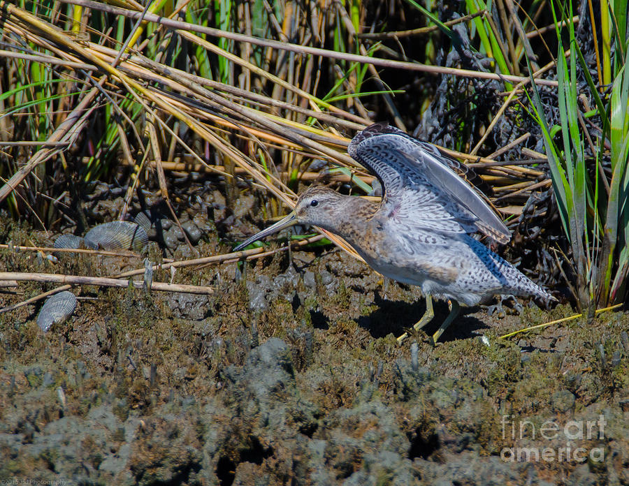 Dowitcher Stuck in the Mud Photograph by Jeff at JSJ Photography