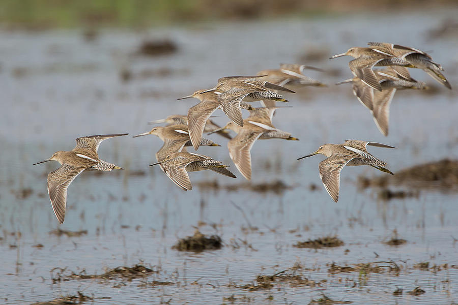 Dowitchers Photograph by Ronnie Maum