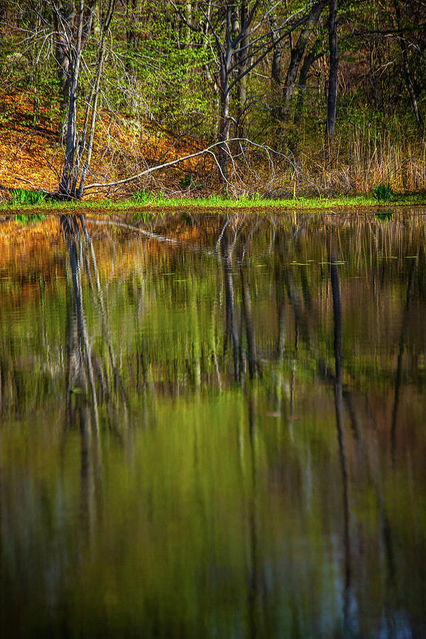 Down At Pecks Pond Photograph by Karol Livote