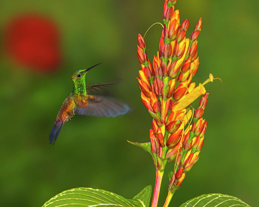 Hummingbird Photograph - Down Beat by Tony Beck