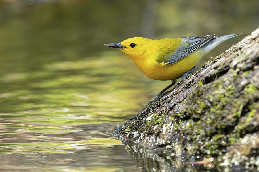 Warbler Photograph - Down By The Water by Mary Catherine Miguez