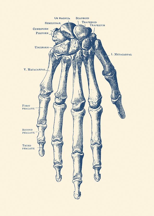 Down Facing Hand Skeletal Diagram Anatomy Print Drawing By Vintage Anatomy Prints