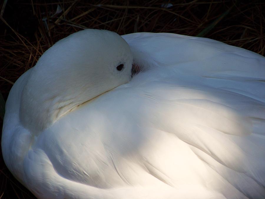 Bird Photograph - Down For a Nap by Karen Wiles